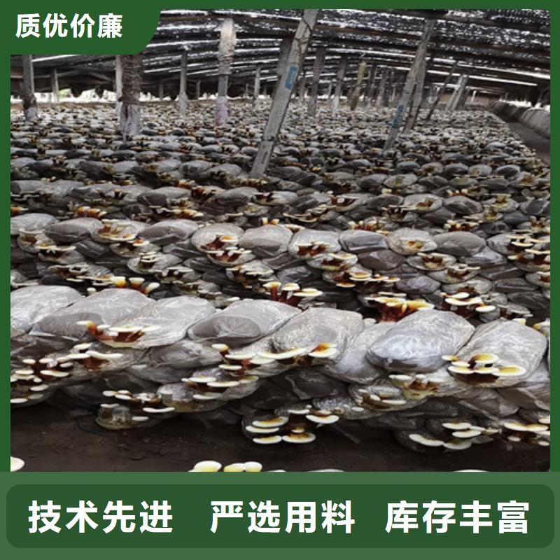 孢子灵芝厂家口碑好