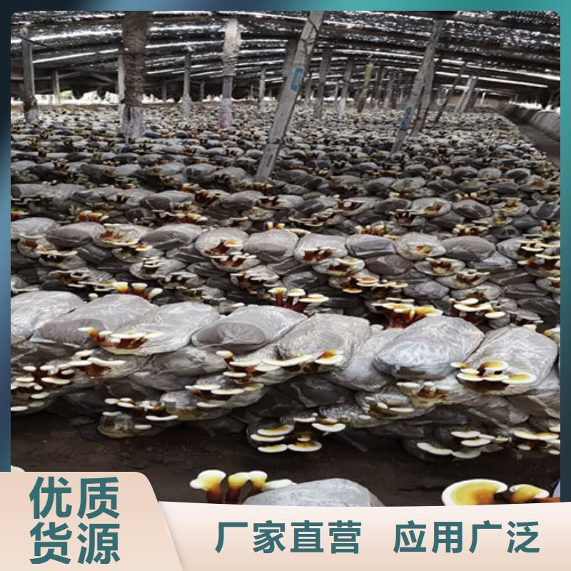 甄选：灵芝超微粉
供应商