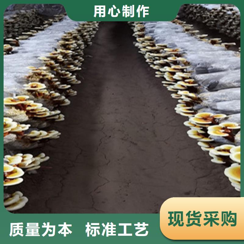 灵芝粉怎么卖