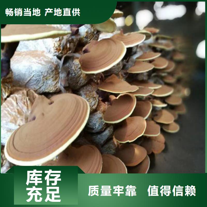 灵芝切片在线咨询