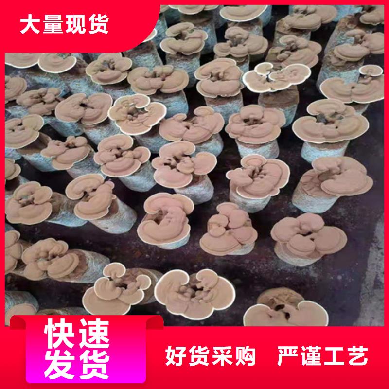 灵芝粉哪里有卖