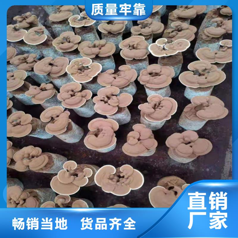 灵芝粉厂家批发