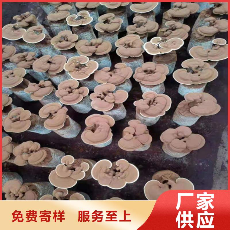 破壁灵芝孢子粉优享品质