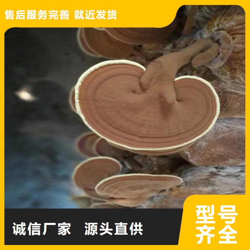 灵芝切片哪里有卖