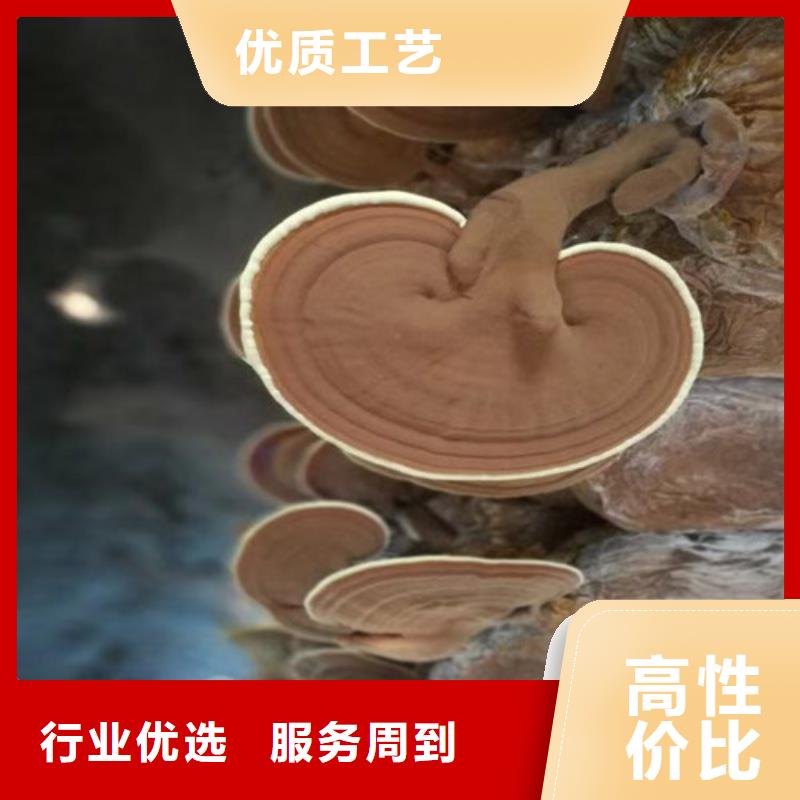 灵芝粉怎么卖
