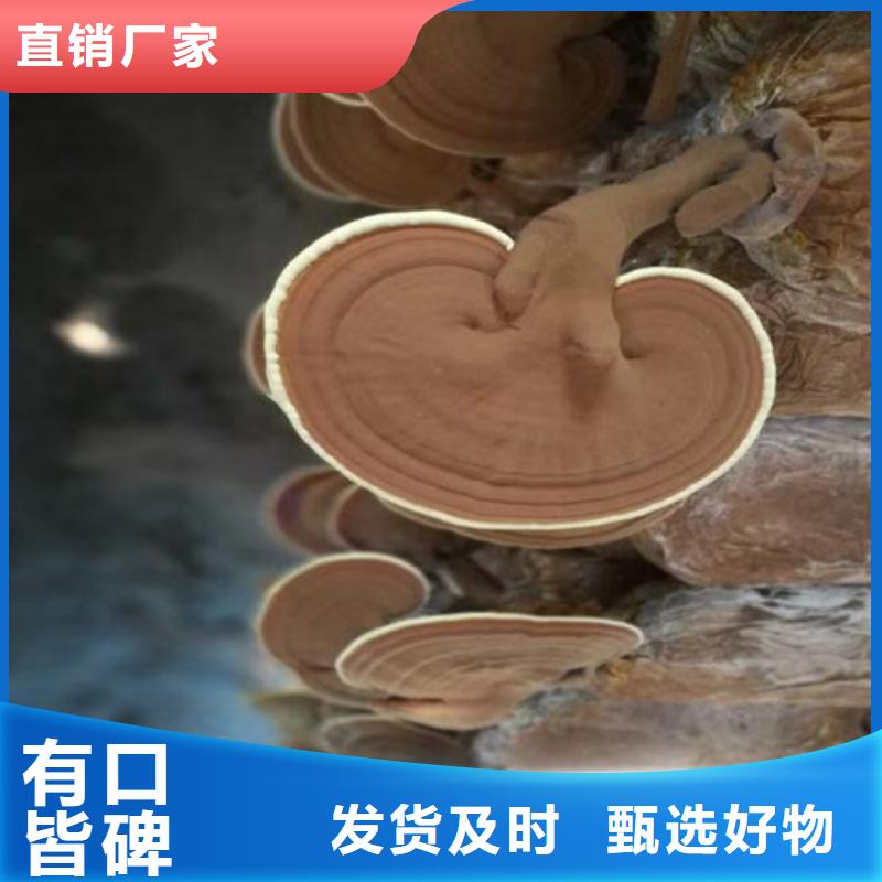 灵芝孢子粉厂家供应