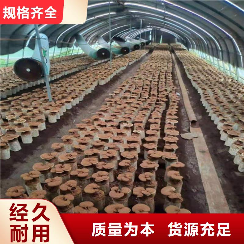 灵芝是什么味道