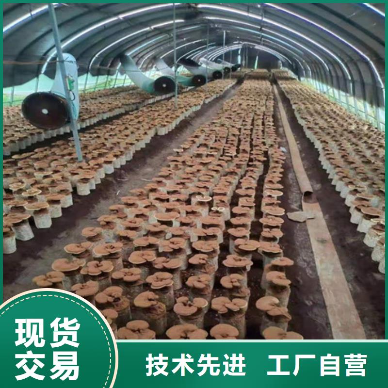 灵芝超微粉
合格才出厂