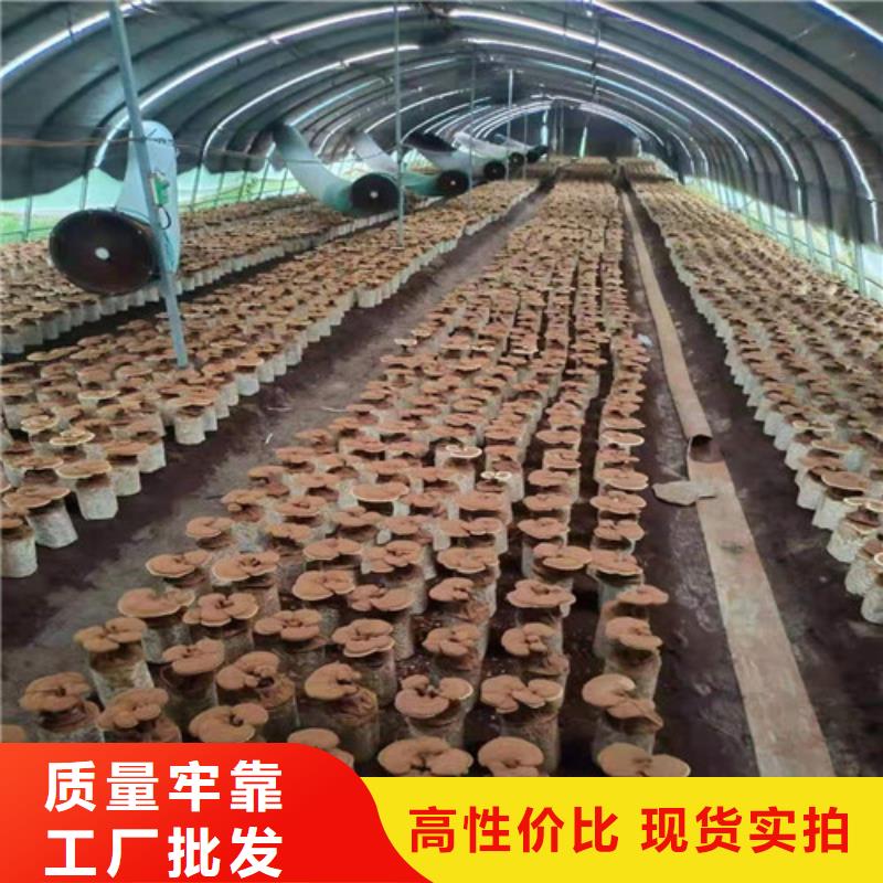 破壁灵芝孢子粉厂家