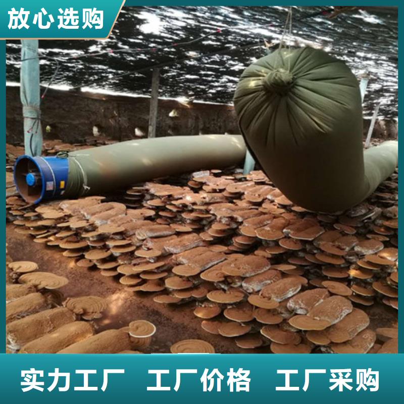 灵芝孢子粉多少钱一斤