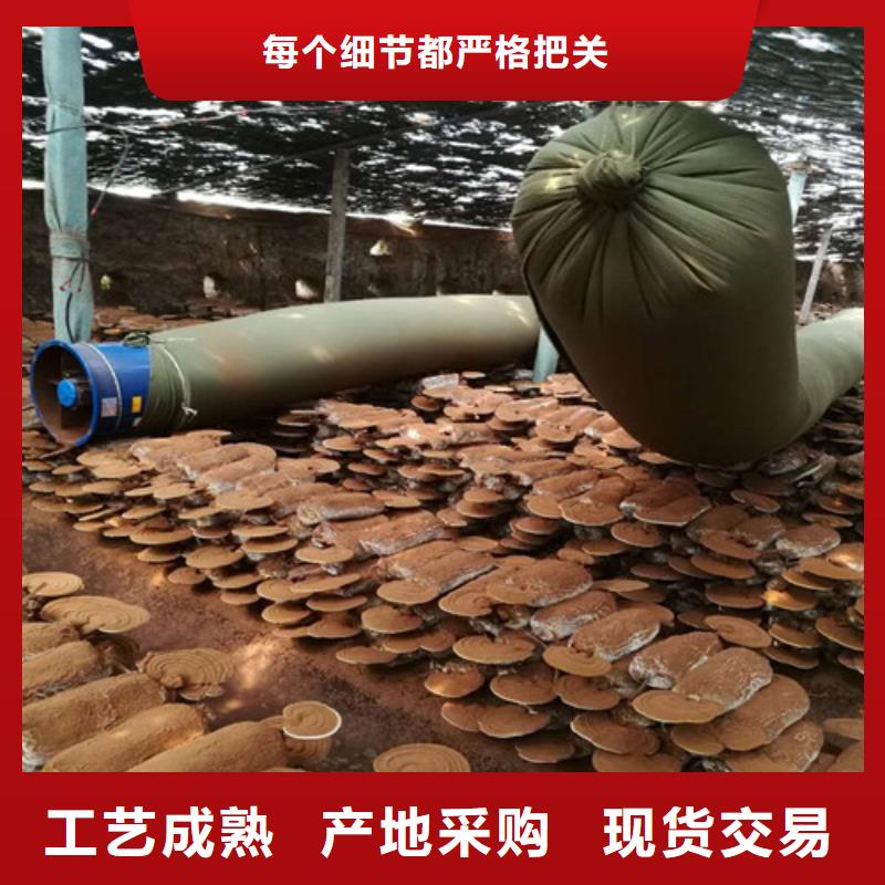 灵芝菌种市场报价