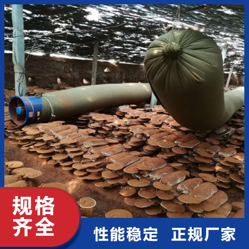 灵芝切片在线咨询