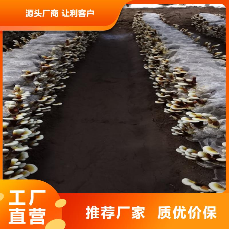 灵芝粉哪里有卖