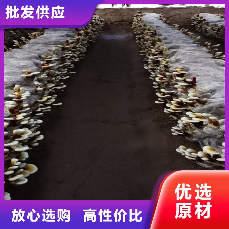 灵芝菌种哪里有卖