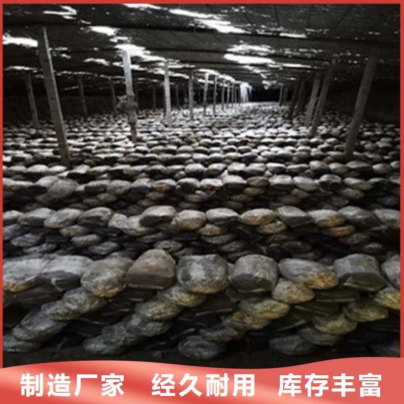 灵芝粉厂家批发