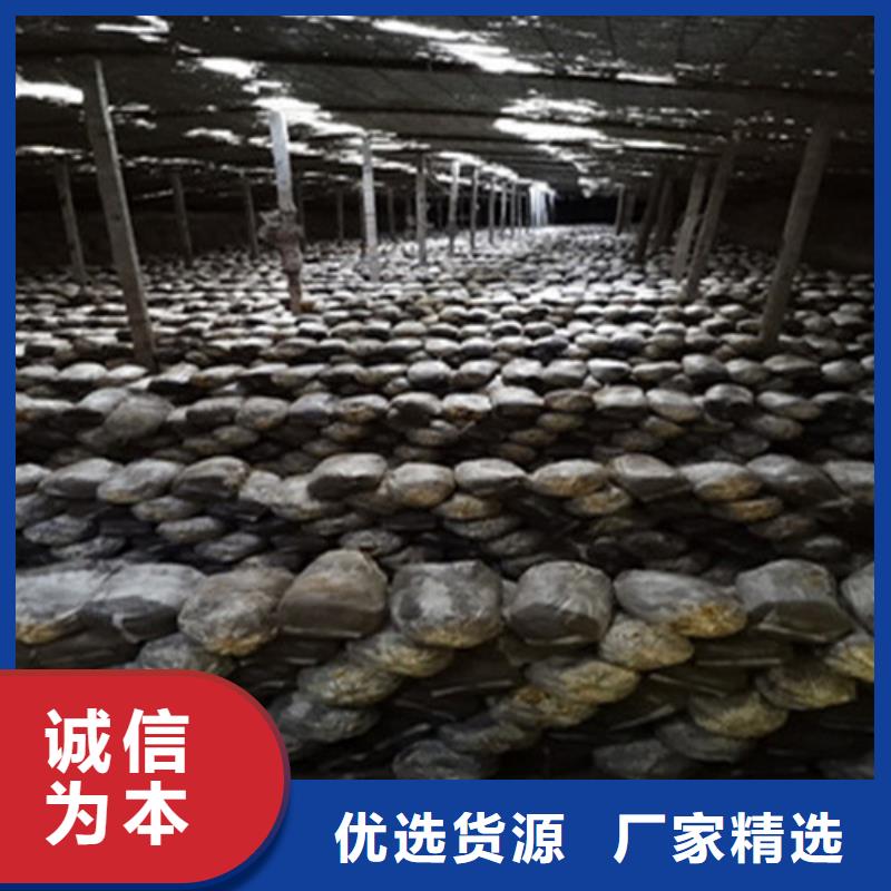 灵芝菌种怎么吃
