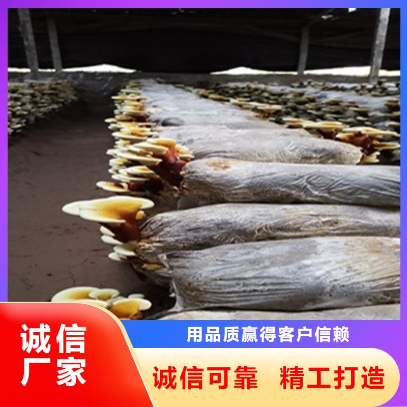 灵芝粉正确吃法