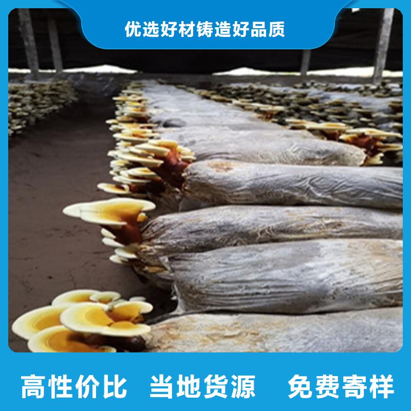灵芝切片在线咨询