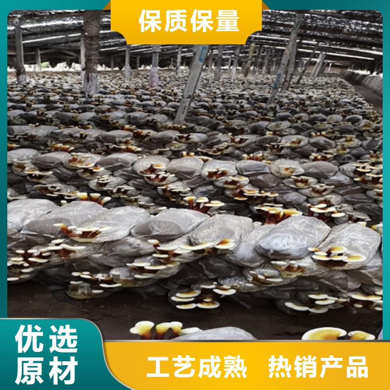 灵芝菌种正确吃法