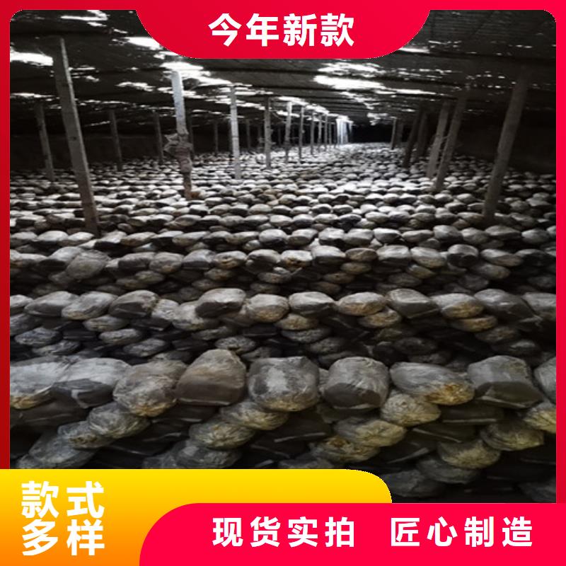 灵芝孢子粉厂家批发