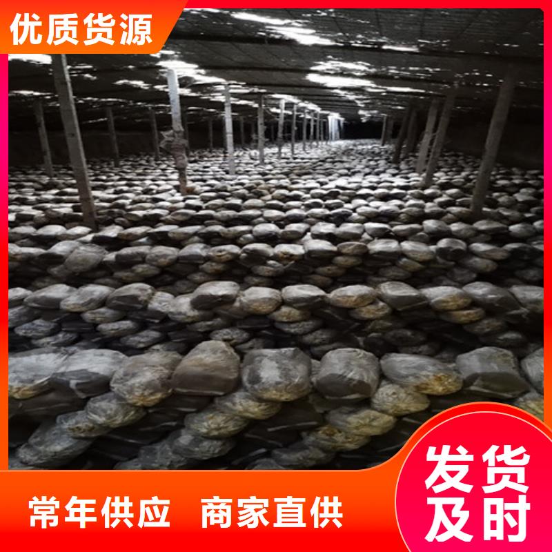 灵芝切片如何保存