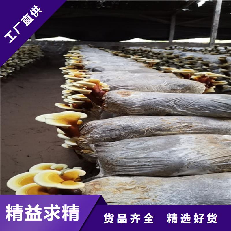 发货速度快的灵芝基地