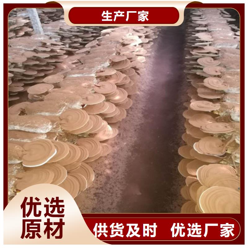 灵芝粉直供厂家