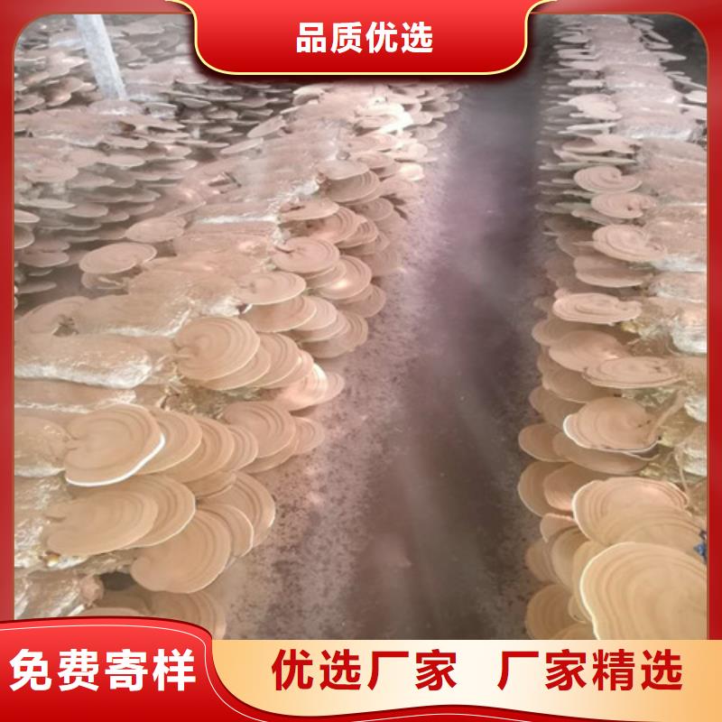 批发灵芝超细粉_生产厂家