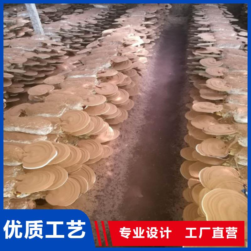 灵芝切片