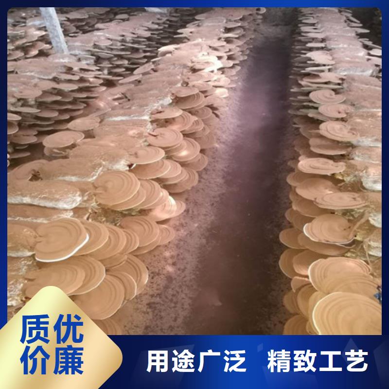 灵芝切片厂家