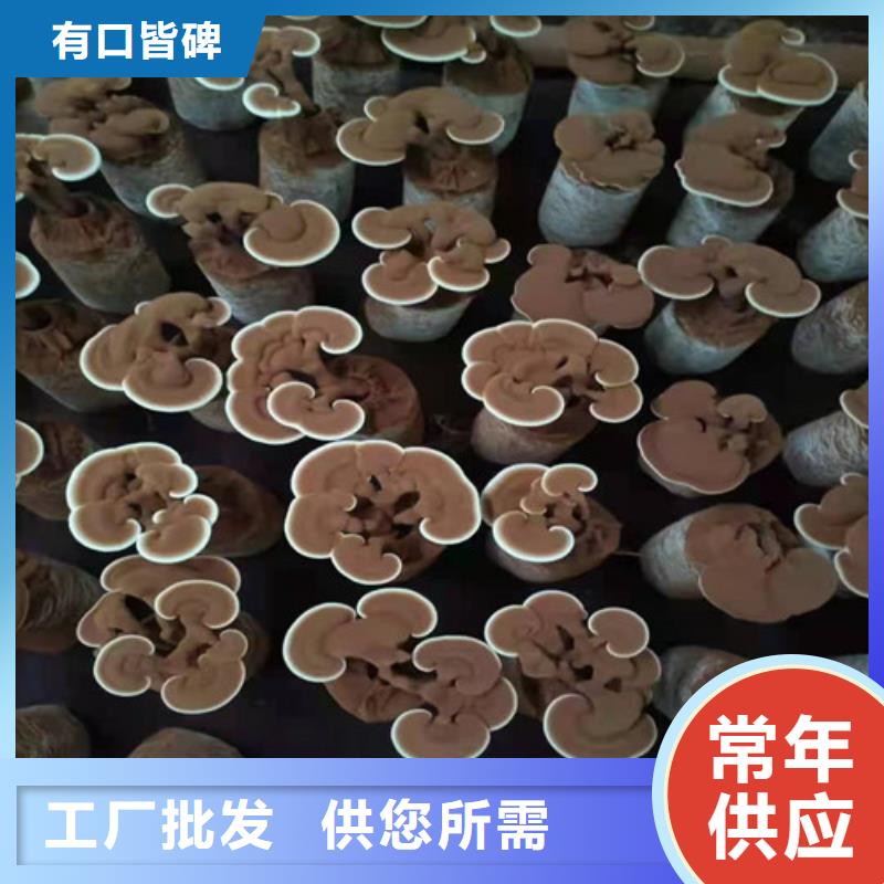 高品质
灵芝孢子粉供应商