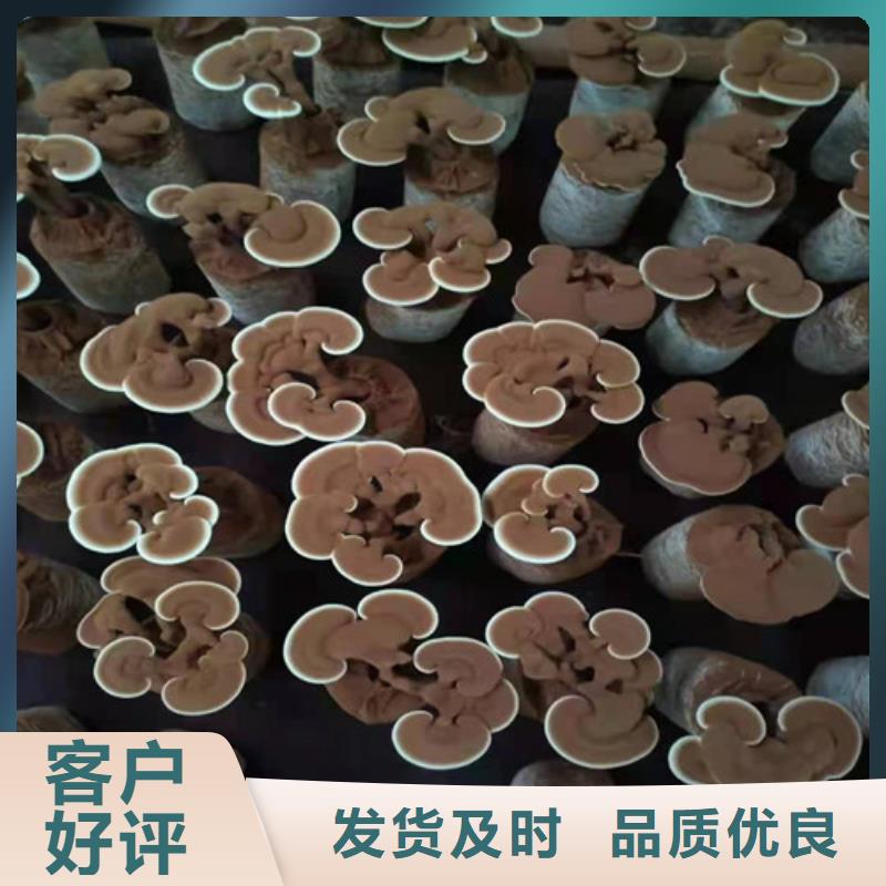 灵芝孢子粉出厂报价