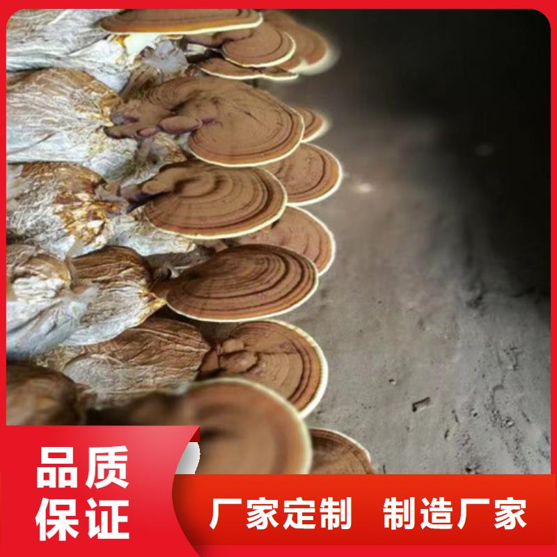 灵芝超微粉
定制批发