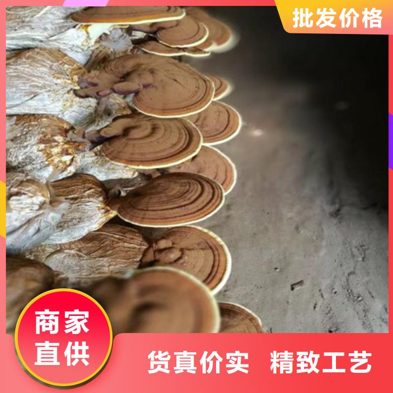 破壁灵芝孢子粉优享品质