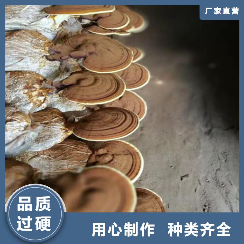 破壁灵芝孢子粉直供厂家