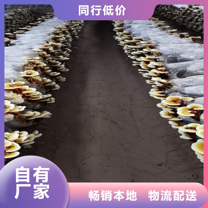 灵芝菌种厂家供应商