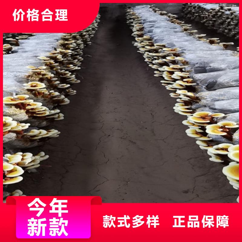 破壁灵芝孢子粉哪里有卖