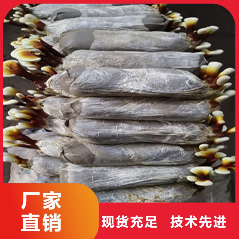 灵芝孢子粉什么价格