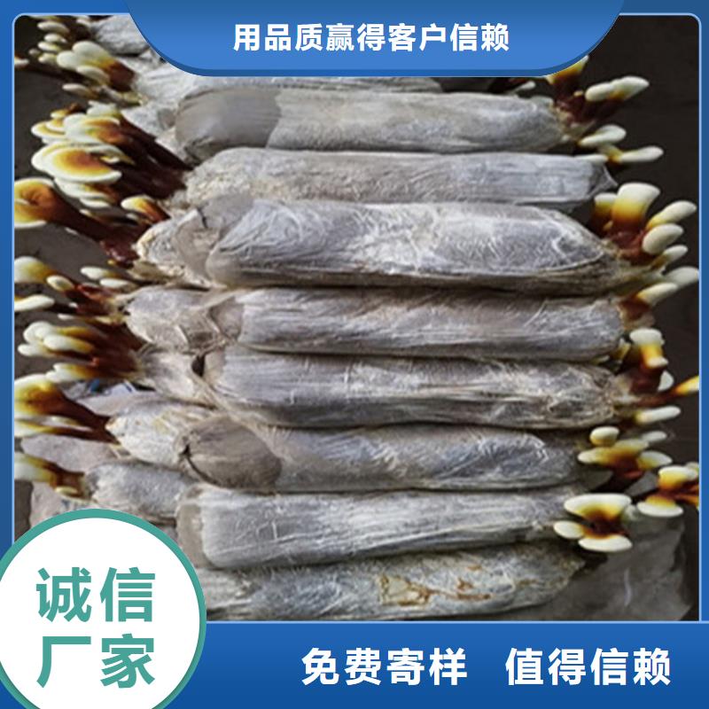 五指山市灵芝孢子粉价格多少钱