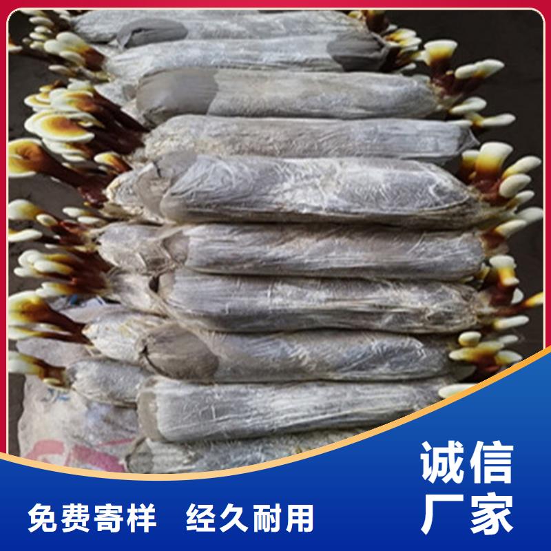 灵芝超微粉
来厂实地考察