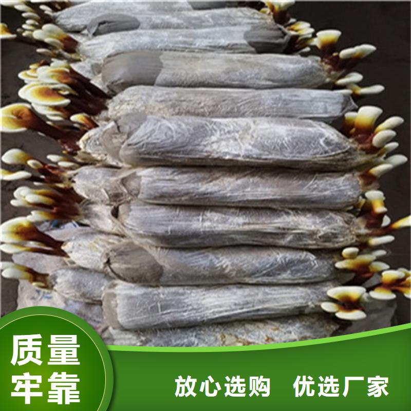 破壁灵芝孢子粉厂家价格