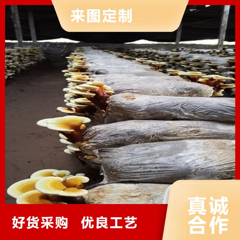 灵芝粉加工