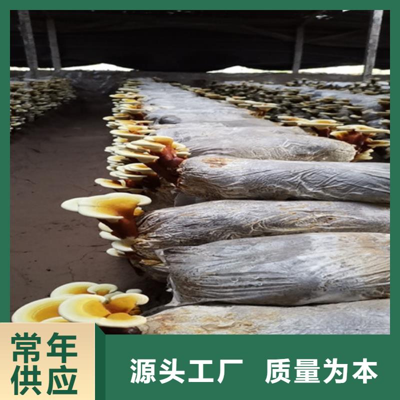 屯昌县灵芝切片加工