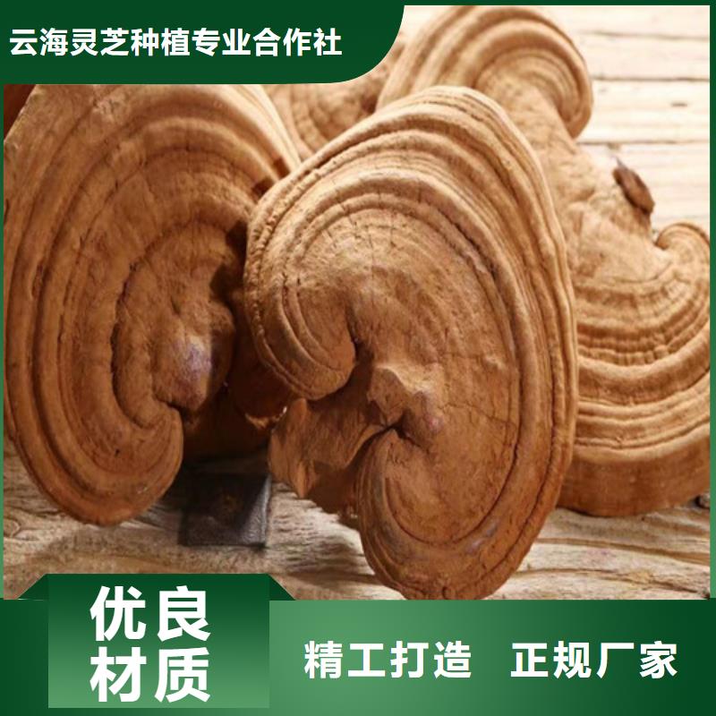 灵芝切片哪里有卖