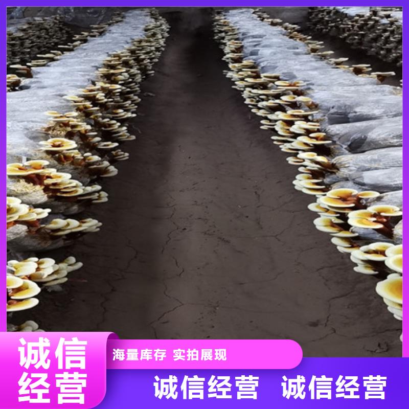 破壁灵芝孢子粉直供厂家