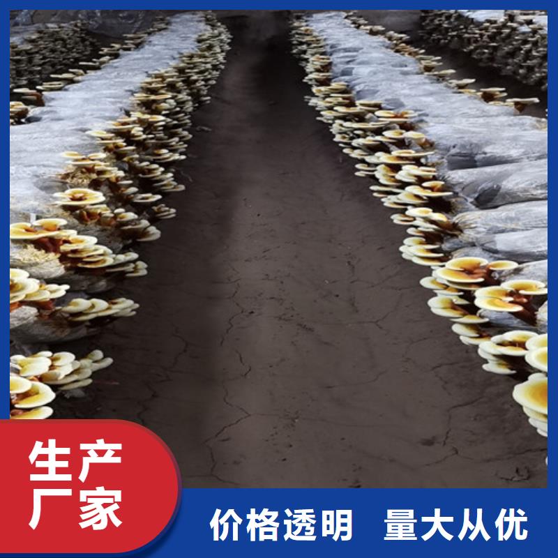灵芝粉厂家批发