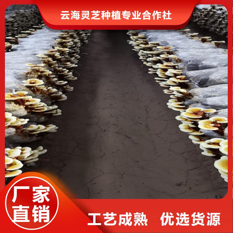 灵芝孢子粉生产厂家