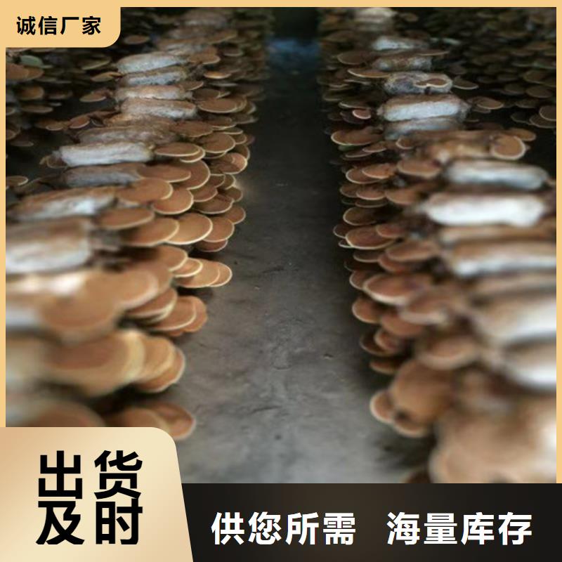 破壁灵芝孢子粉质量优异