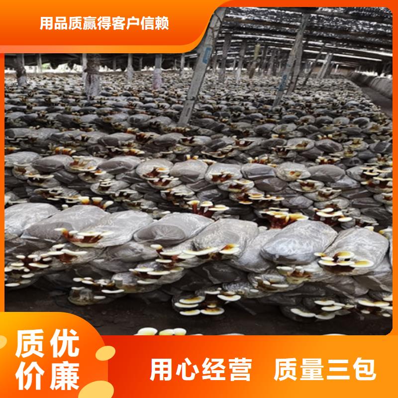 灵芝孢子粉量少也做