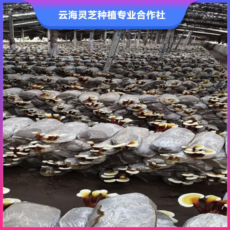 灵芝切片诚信企业